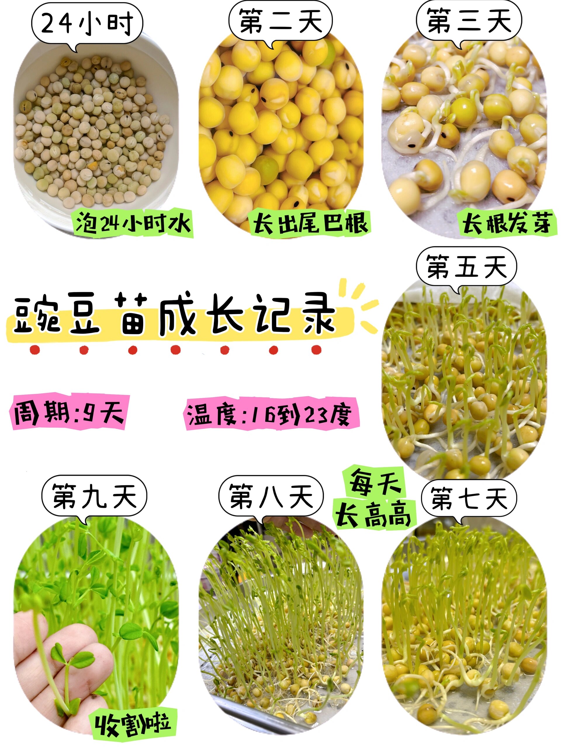 豌豆苗成长观察记录表 水培植物角