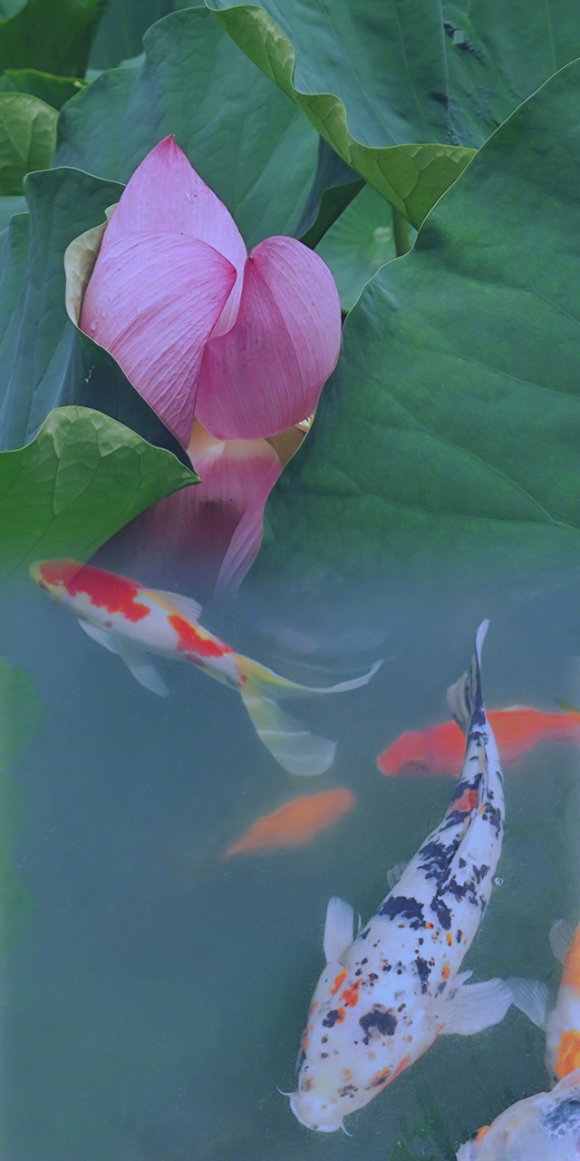 浣花溪锦鲤与望丛祠荷花同框大片#】夏日荷花季,摄影师麦尘通过后期