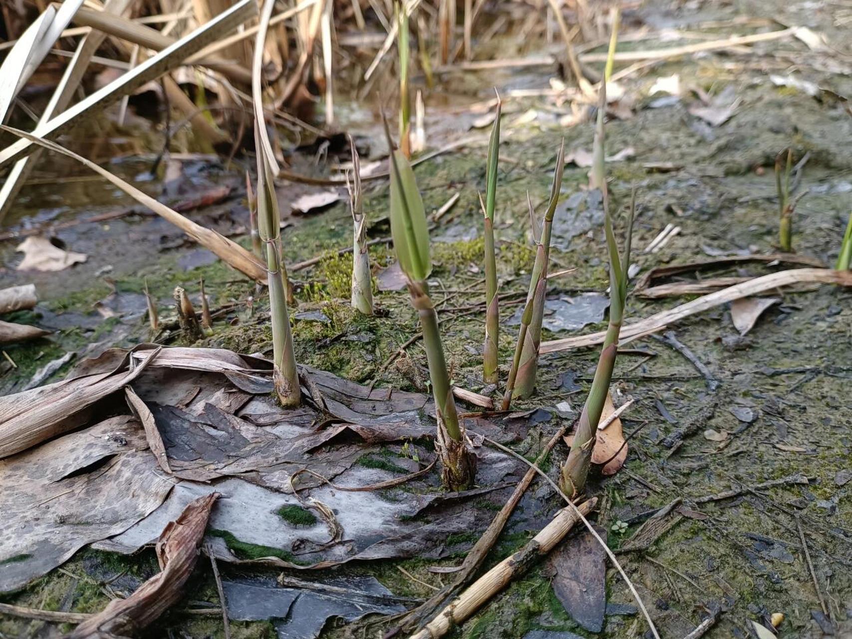 芦芽满地图片