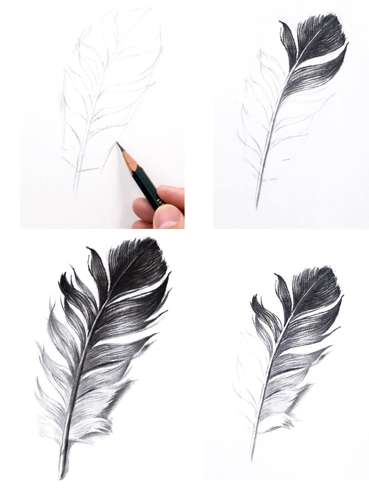 素描羽毛教程(内附详细过程图