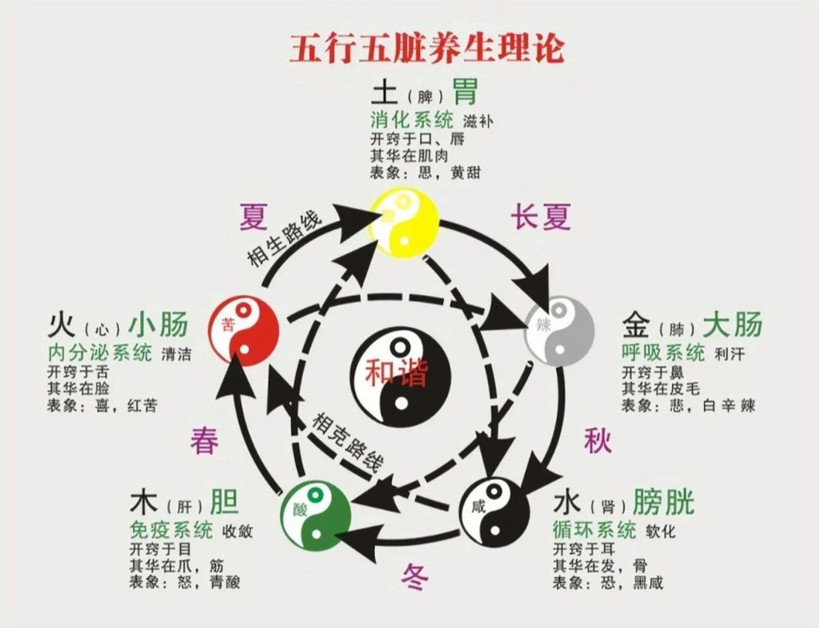 黄帝内经～五脏五行图 五行,五脏的相生关系: 木生火,火生土,土生金