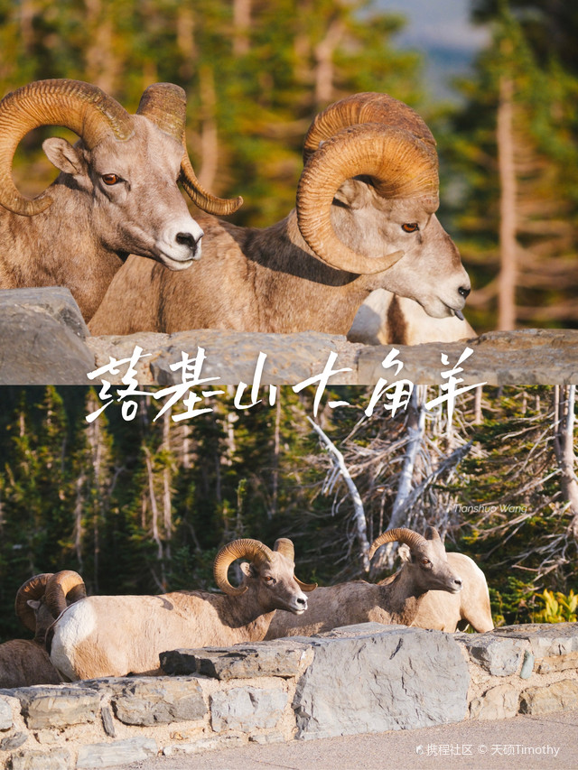 在洛根山口,遇见成群结队的落基山大角羊