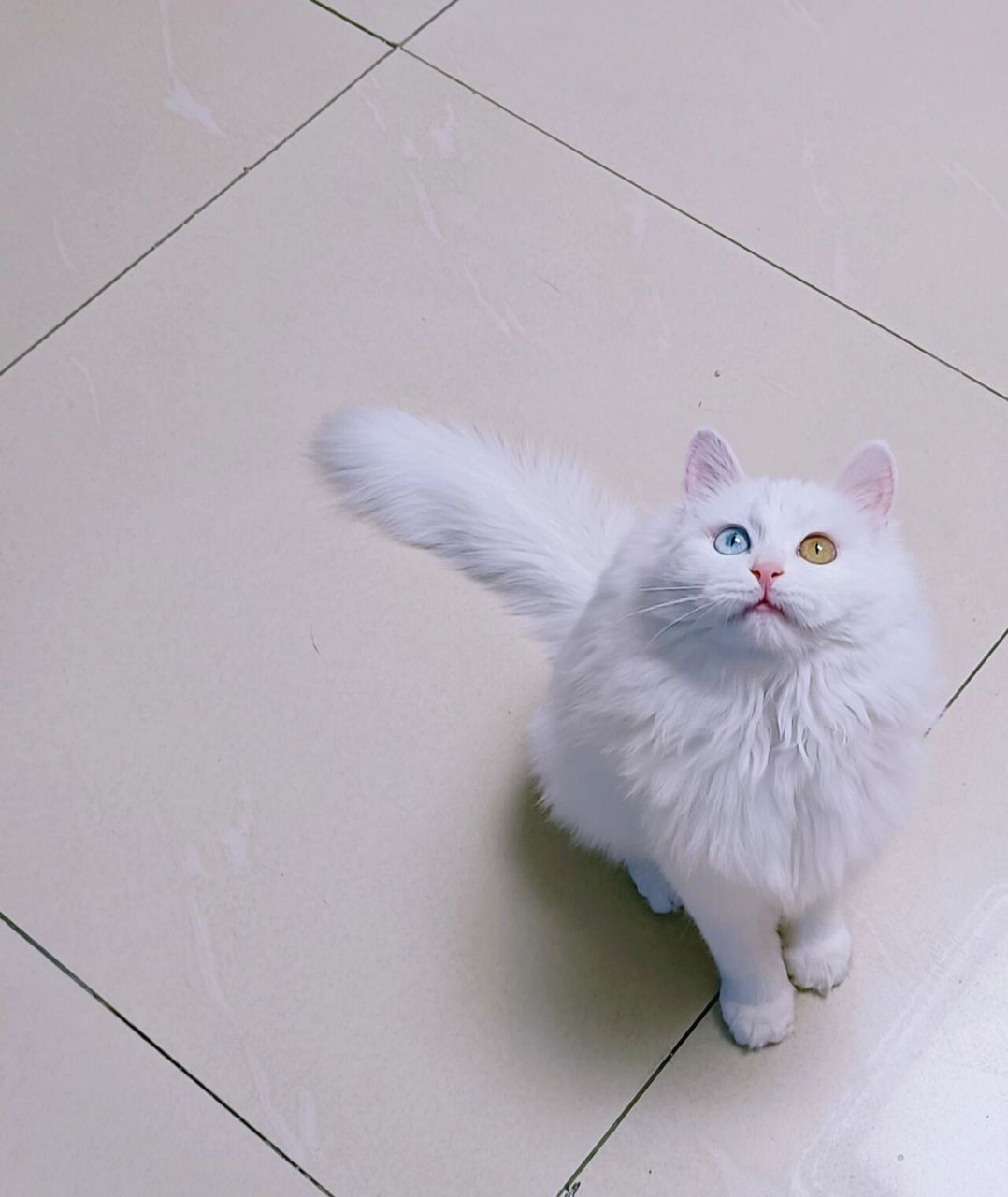 异瞳狮子猫,蹲家长 头顶带点灰哈,慢蹲个家长～ 妹妹,四个月,超级可爱