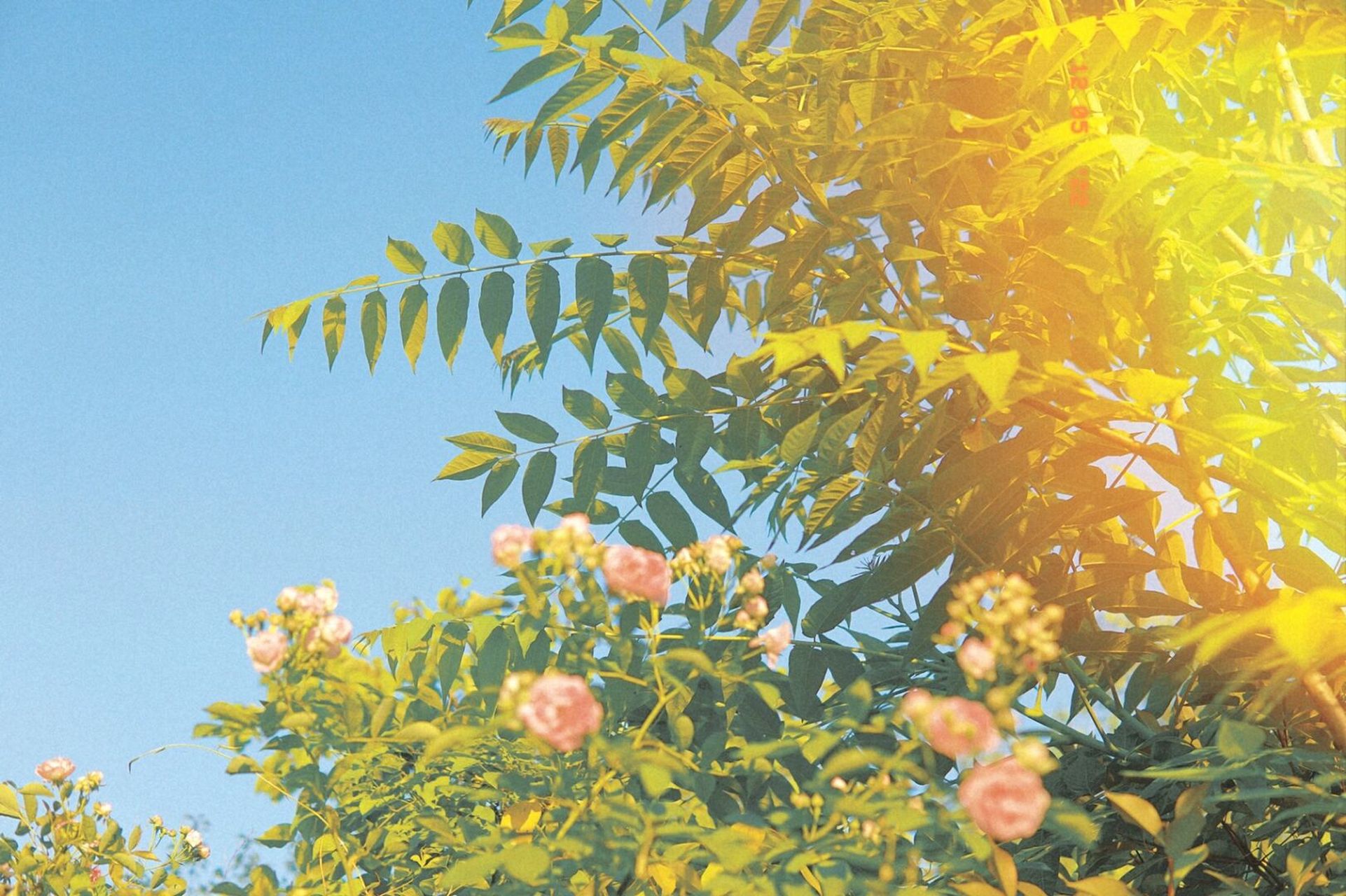 这个漏光特效好有胶片的质感 - 7415修图app:黄油相机 7415