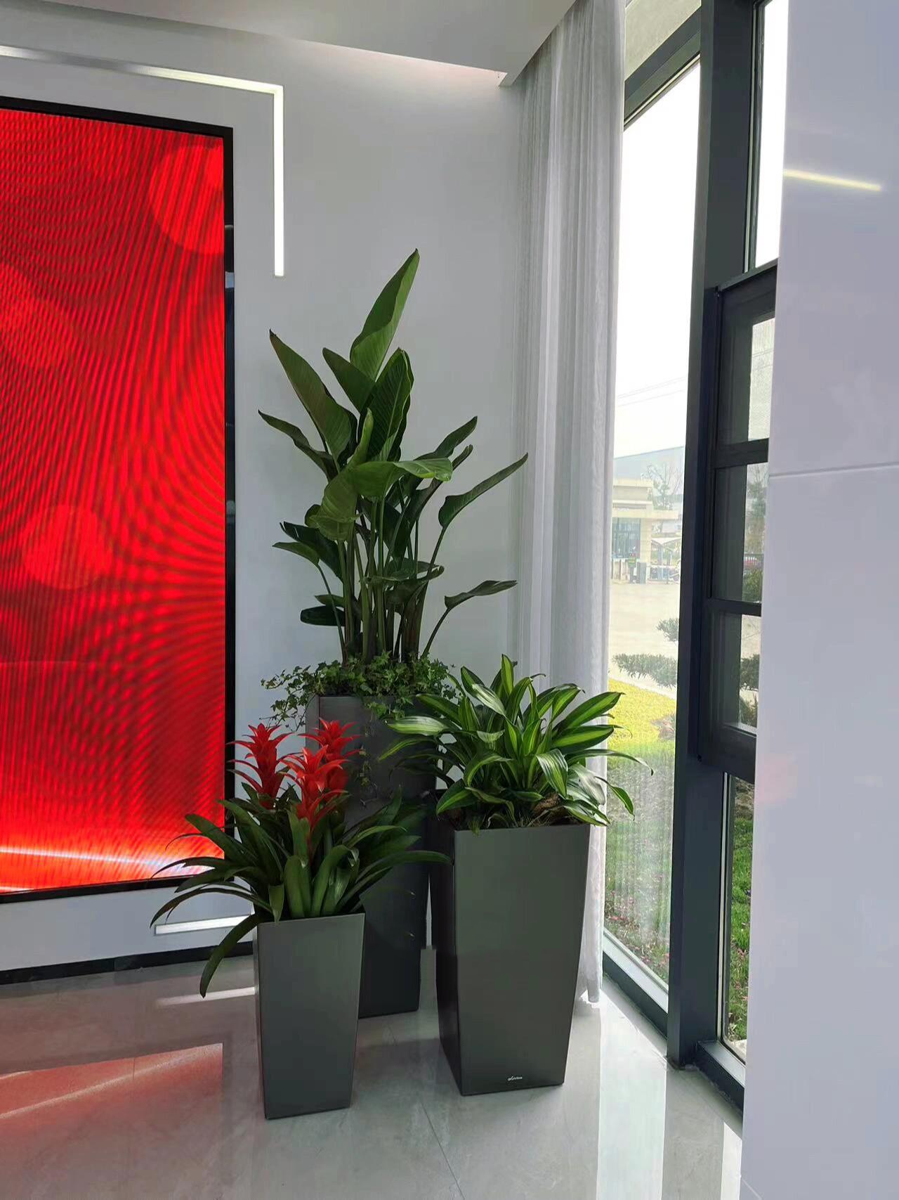 本周绿植租赁,办公室绿植摆放案例分享