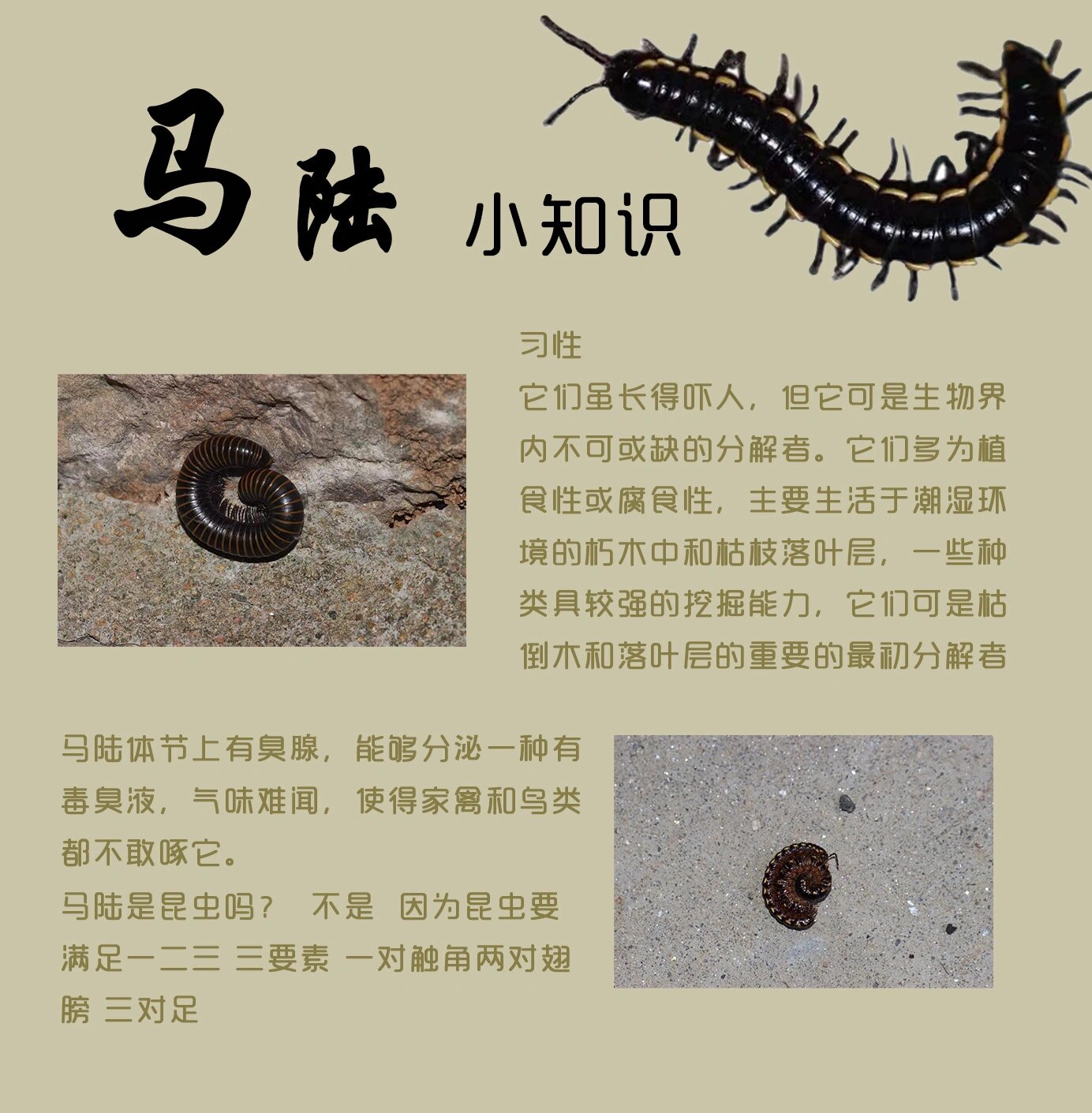 【和孩子一起走进自然】神秘的千足虫——马陆