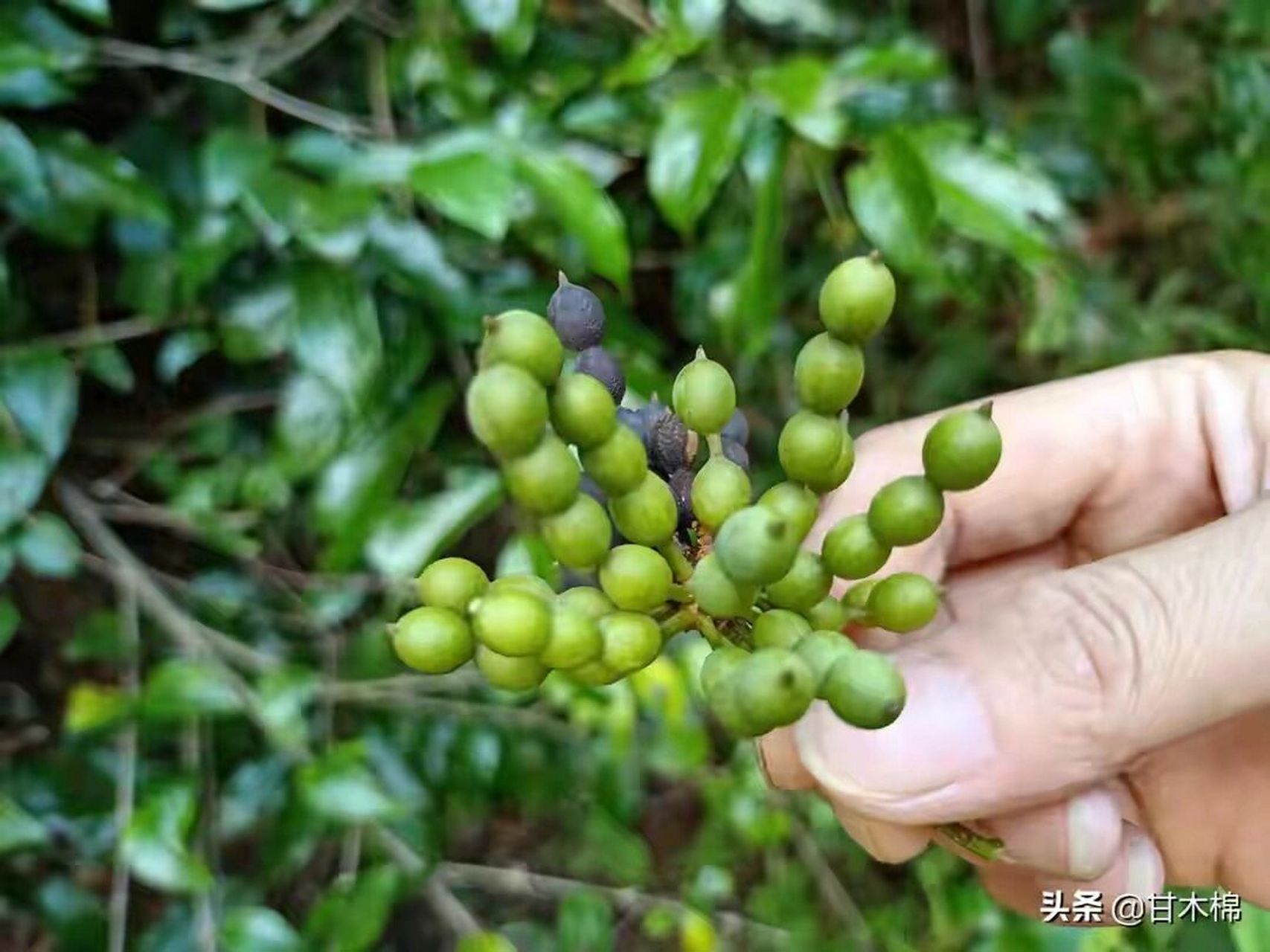 假鹰爪果实图片