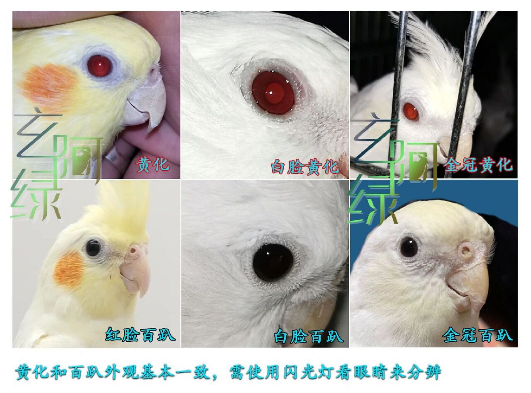 分辨黄化玄凤和百趴玄凤 黄化和红脸百趴,白子(正确叫白脸黄化)和白脸