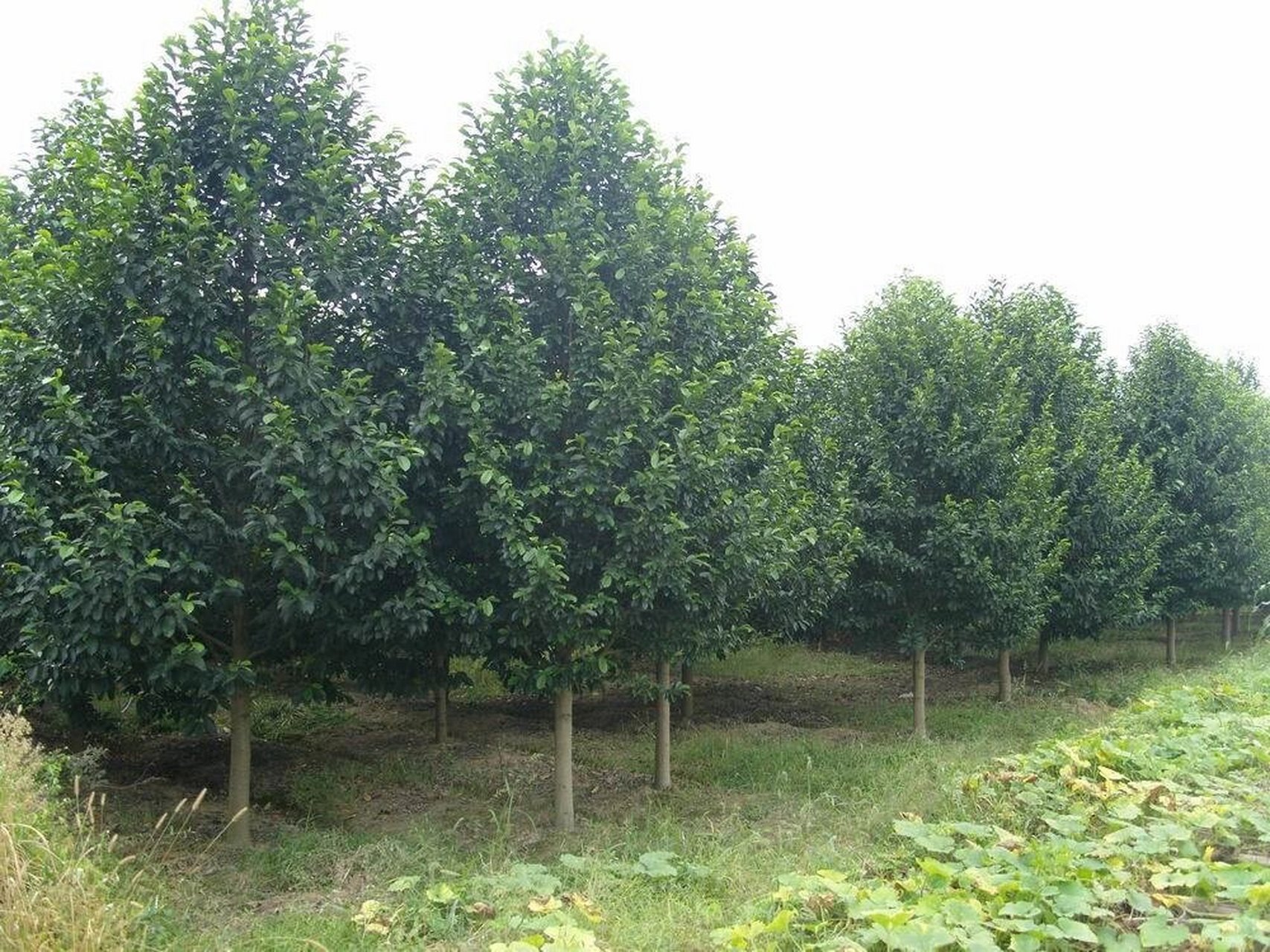 每日一植物(乐昌含笑)07 阔叶类 97乐昌含笑,又名南方白兰花,广东