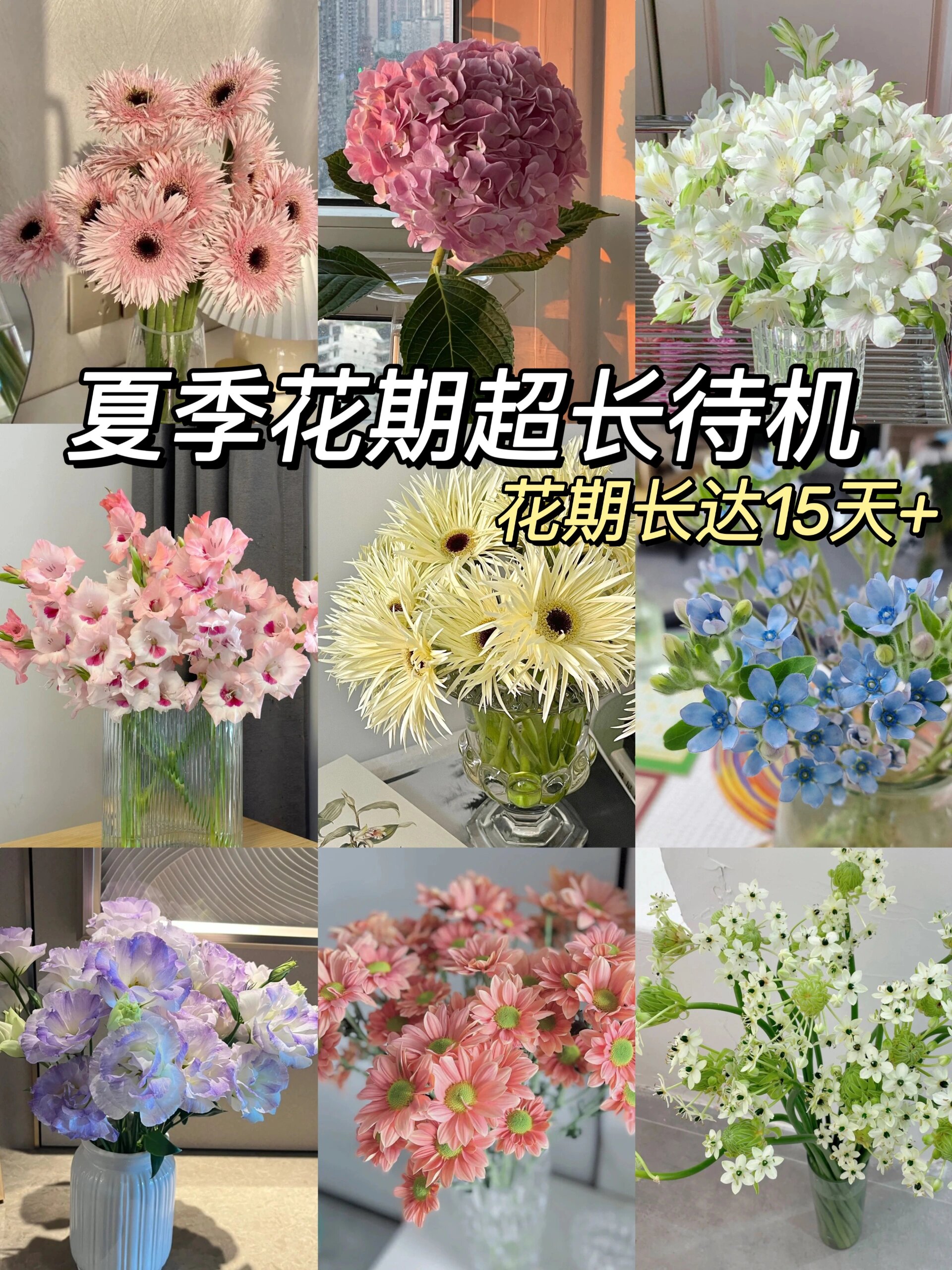 拉丝菊花语图片