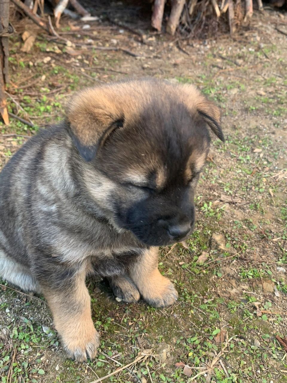 中华田园犬小时候的颜值