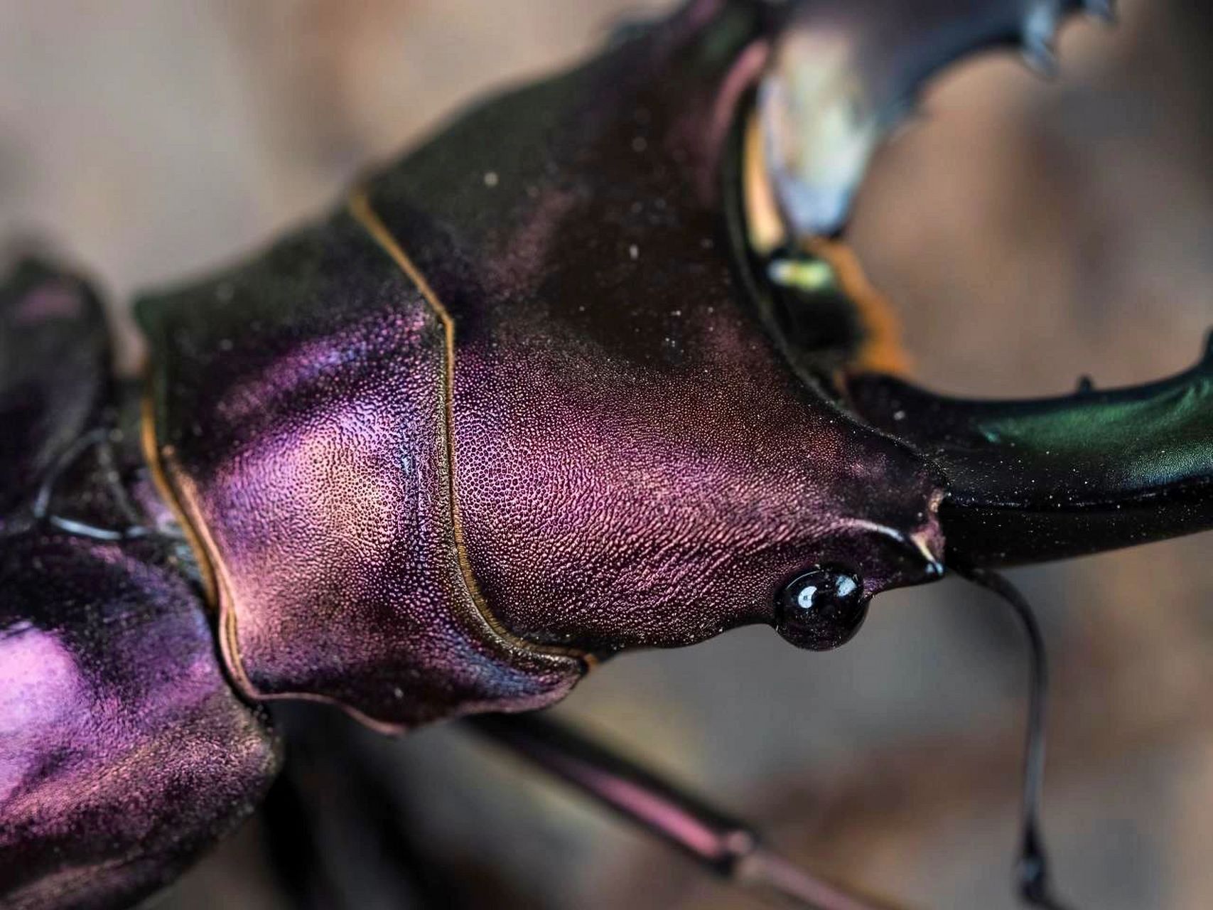 大家好,我是锤锤 一个生态摄影师,甲虫迷!