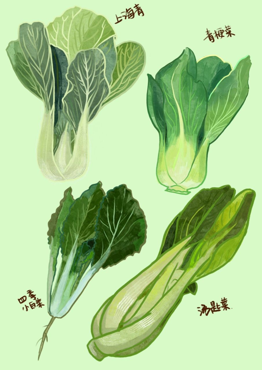 青菜家族|上海青,飘儿白,小青菜,小白菜1 最近比较爱吃小青菜,去菜