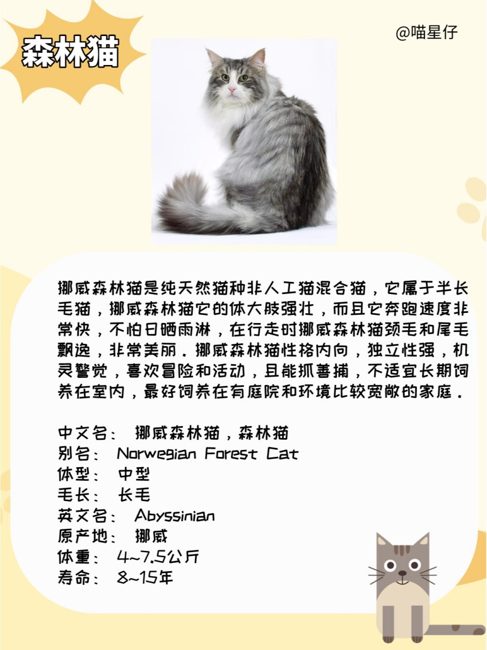 中国长毛猫品种图片