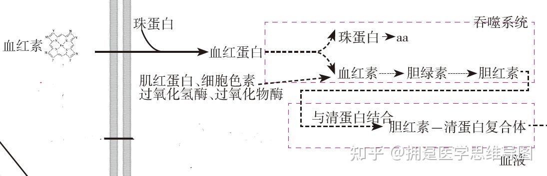 胆红素代谢讲解图片