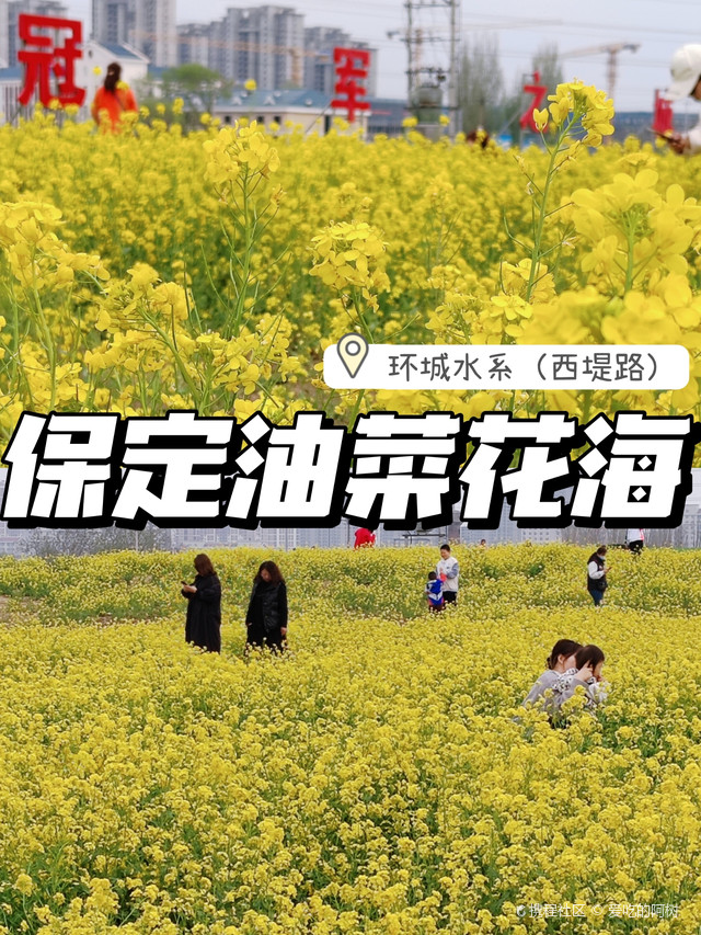 保定的油菜花海开啦!