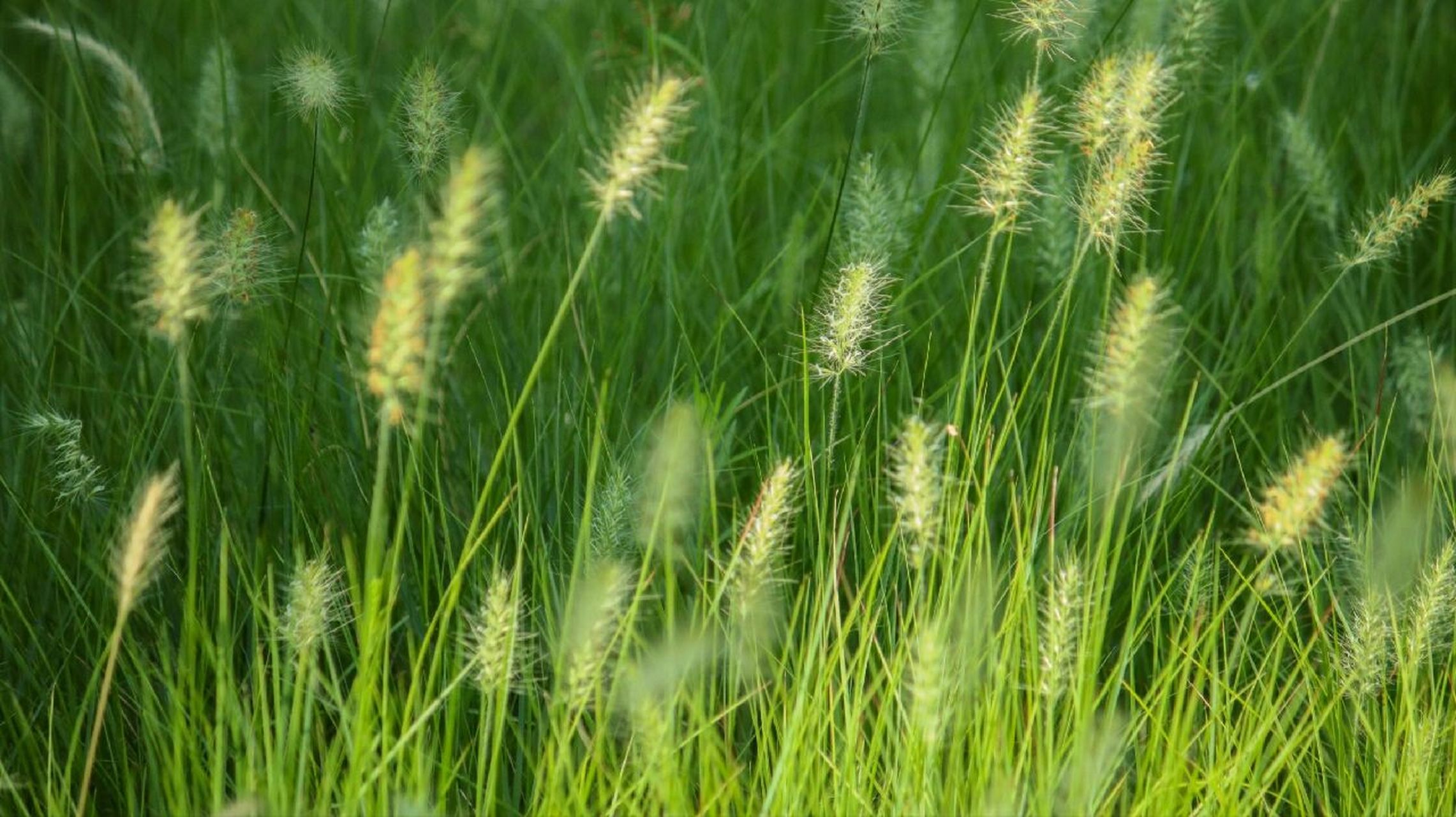 摄影日常‖狗尾巴草