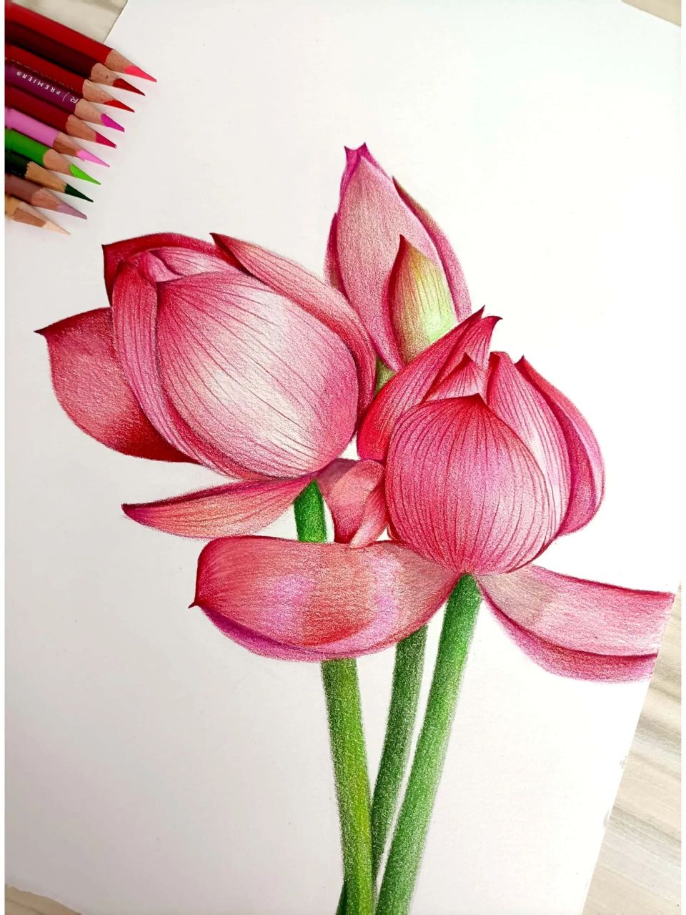 彩铅荷花 跟着小米与石石的视频公开课画完了这幅荷花,用时四个多小时