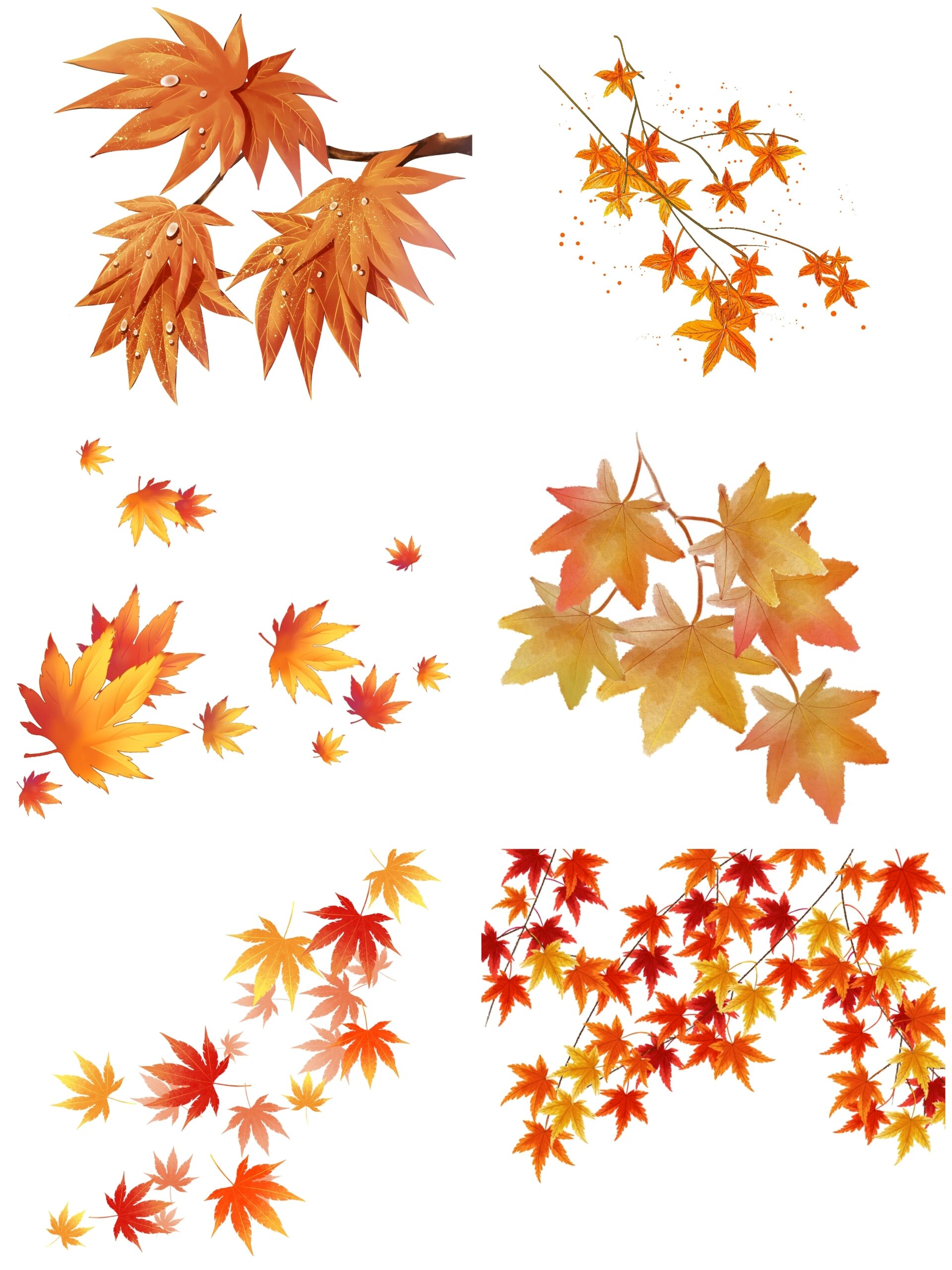 红枫免抠秋日枫叶手绘插画免抠素材②