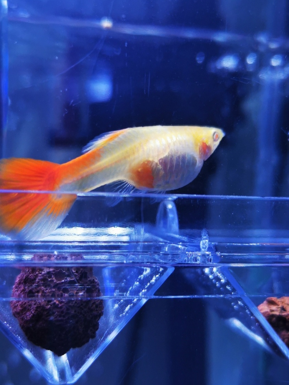 孔雀鱼孕妈妈的胎宝宝清晰可见 各位行家,请问何时鱼宝宝才会现世啊?