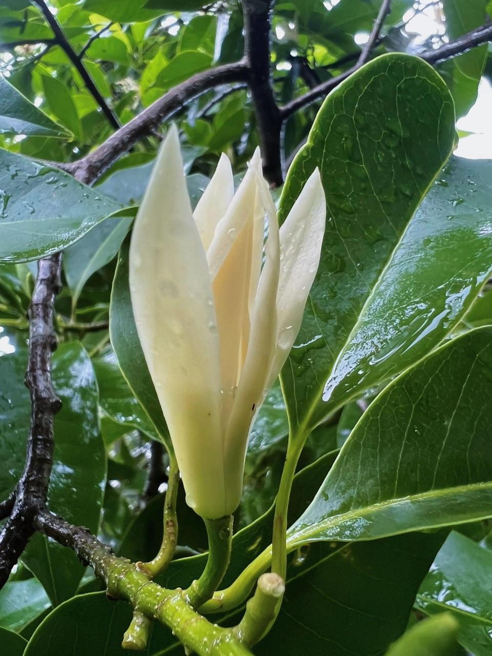 黄角兰花语:"纯洁的爱 真挚的情"  下雨天也不能阻挡摘黄角兰的脚步