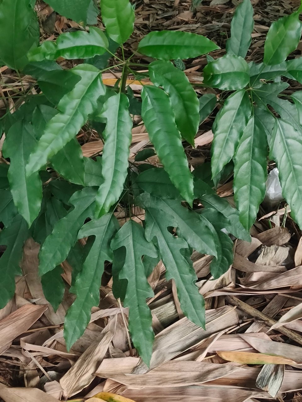 大叶鸭掌木图片