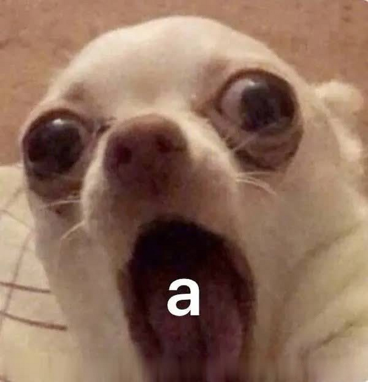 一组沙雕吉娃娃表情包非常适合跟你的冤种朋友发   #动态创作月