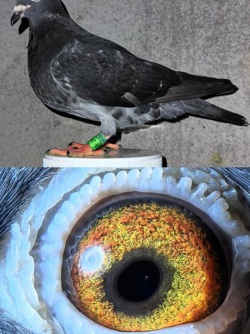 枭鹰系国血超远程赛鸽#超远程老国血鸽子# #黑皮矮脚李鸟