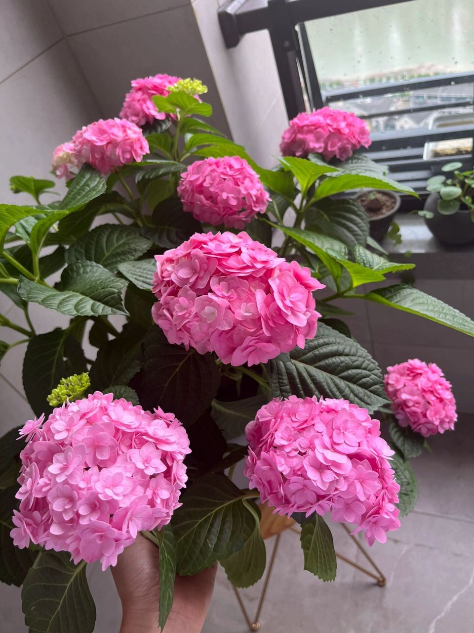 绣球 艾薇塔 这是养的第二年 今年直接爆花了96