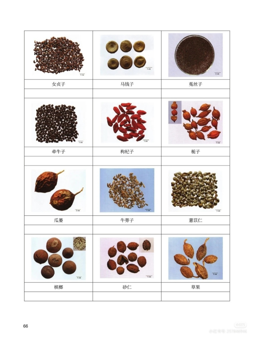 中药百草图鉴_3 百草图鉴