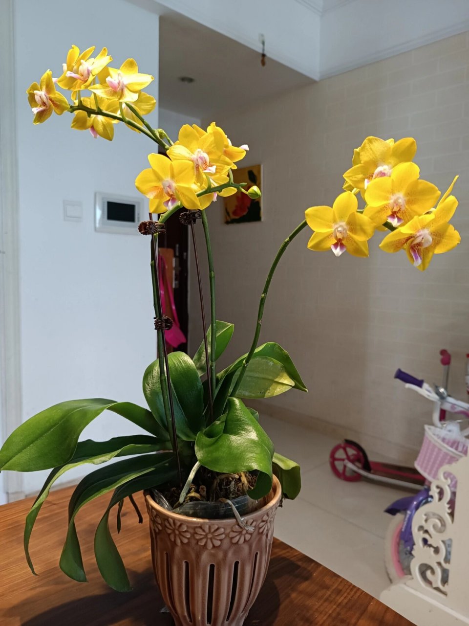 最近大爱,黄色带香味的蝴蝶兰彼自豪 我对黄色系蝴蝶兰还是有偏爱的