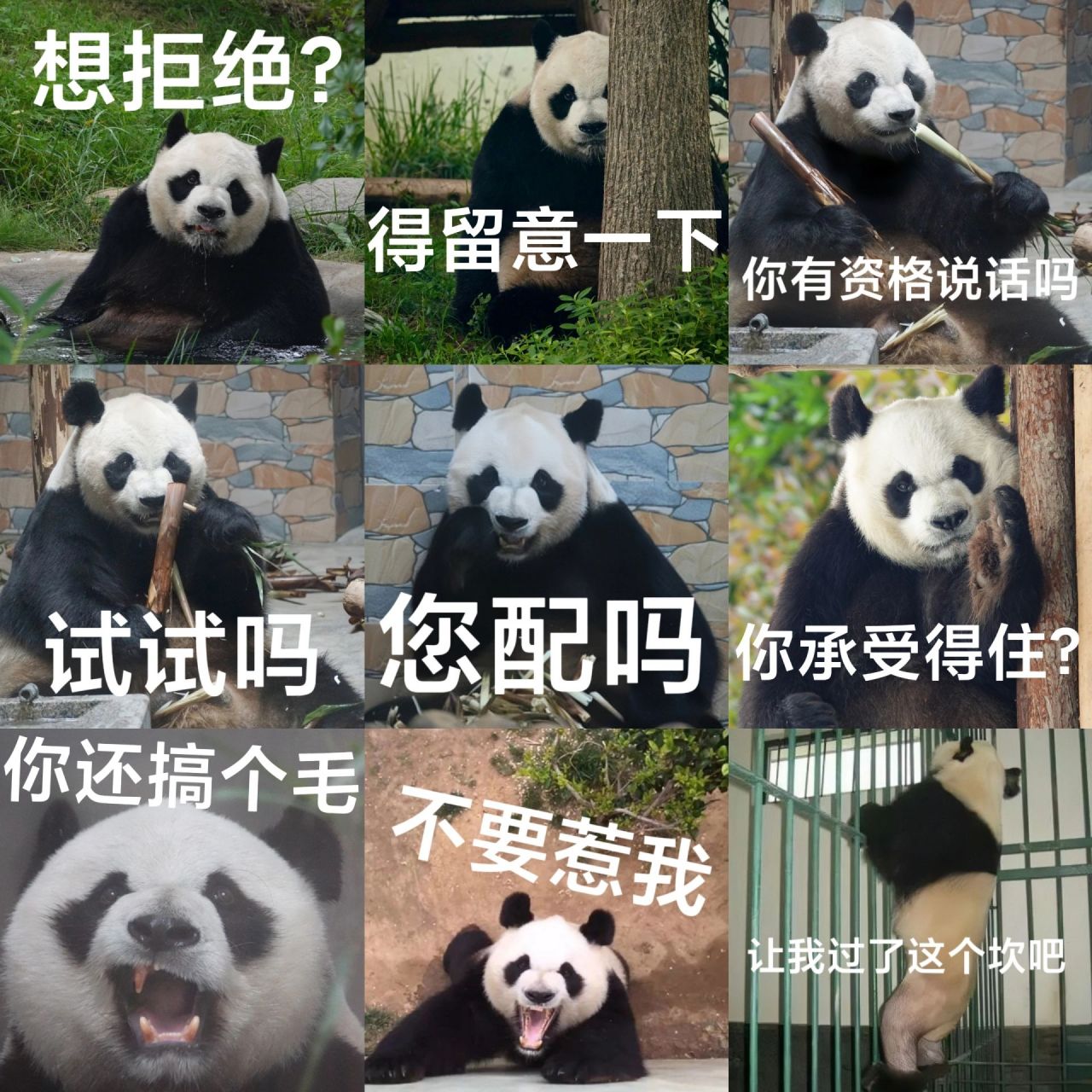 照片来源于网络表情包自制自用 大熊猫缘小,现改名乐水,前知名脱星