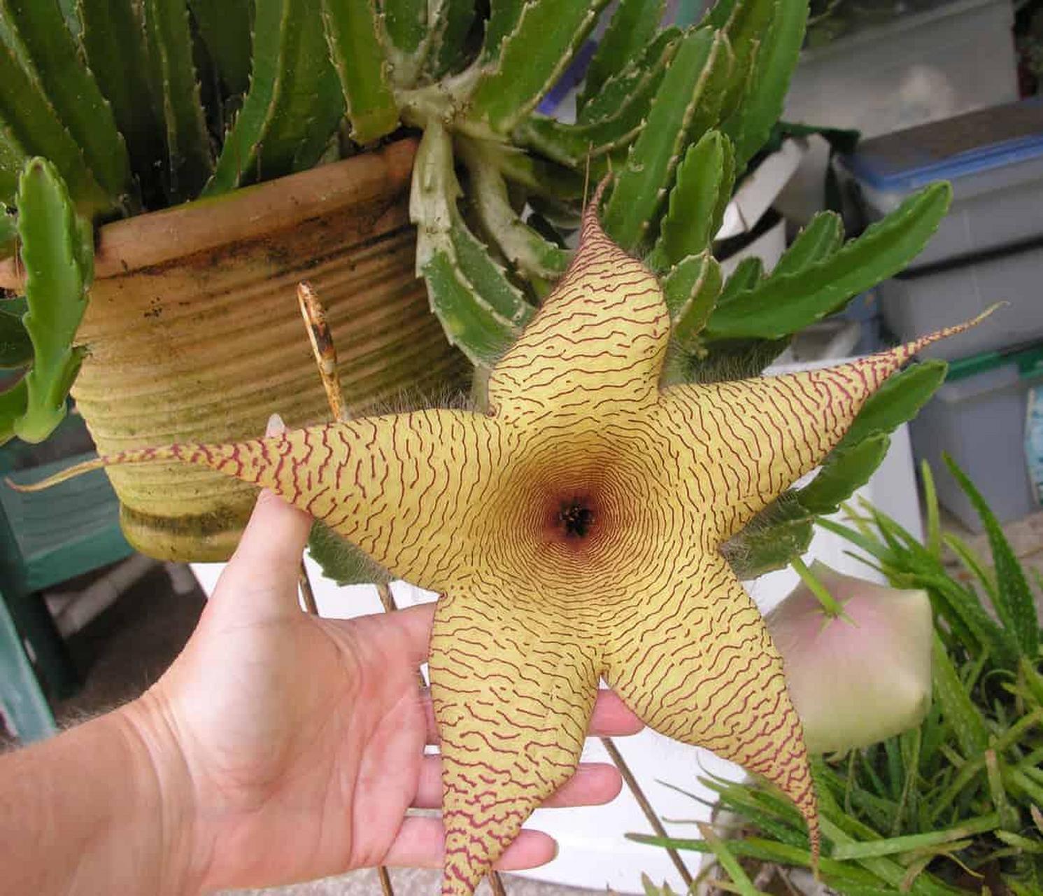 非洲海星花(african starfish flower)是一种不寻常的,易于种植的