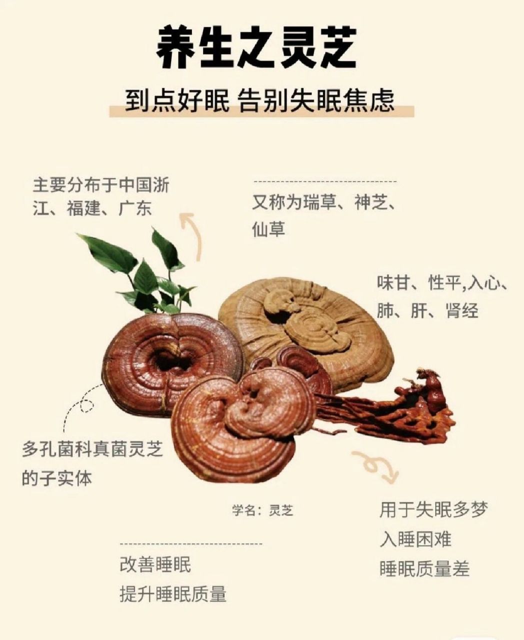 灵芝的吃法 食用方法图片