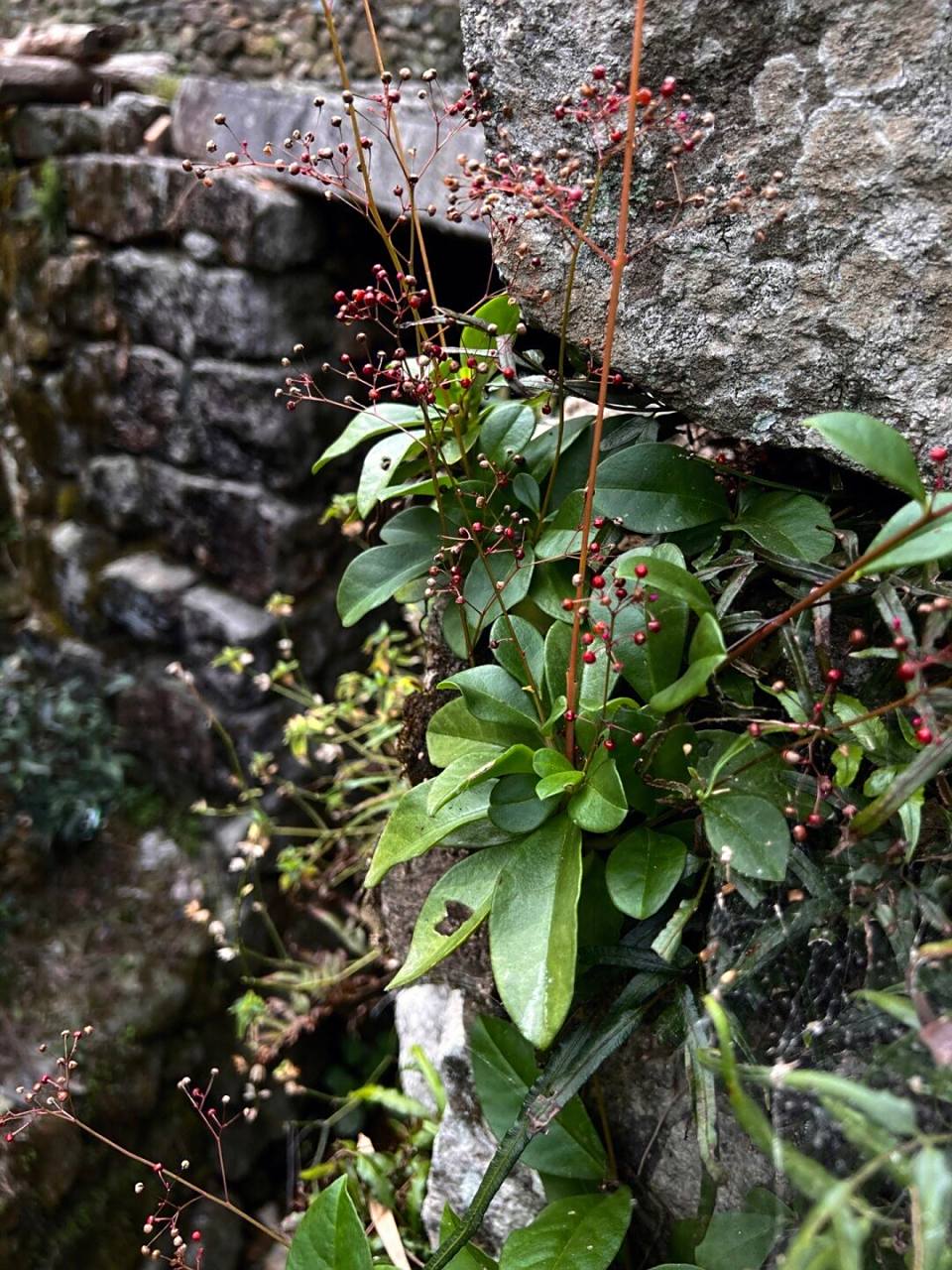 土人参的功效与作用 1土人参治劳倦乏力.