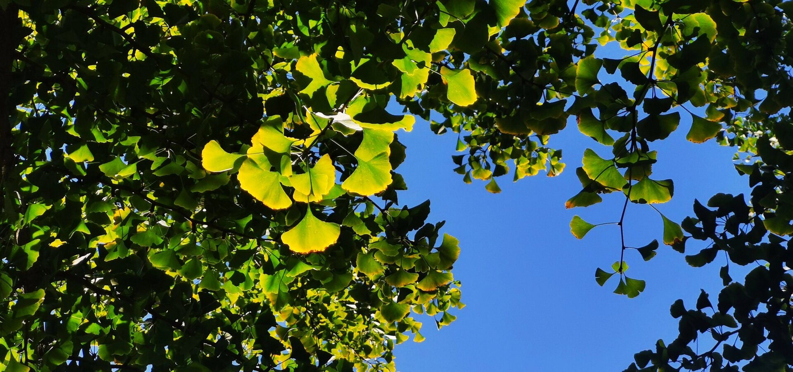 丹青圃的秋天 丹青圃公园,银杏开始转色,七叶树还没变红,路边可停车