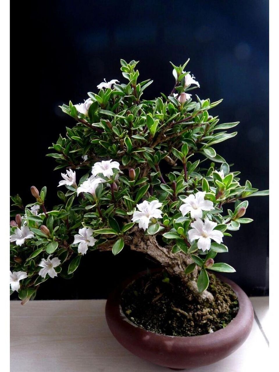 植物|六月雪 🔹六月雪 茜草科 常绿小灌木,高可达90厘米,有臭气.