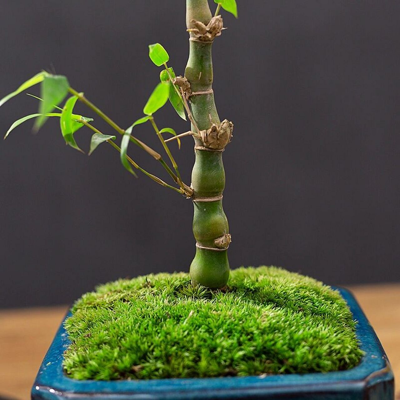 只此青境51佛肚竹 跟你说说盆景的小故事 - - 宁可食无肉,不可居无