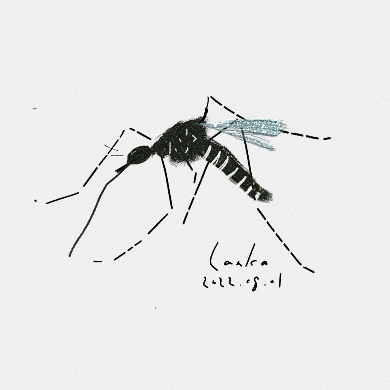 白纹伊蚊 的传播媒介 见到就拍死