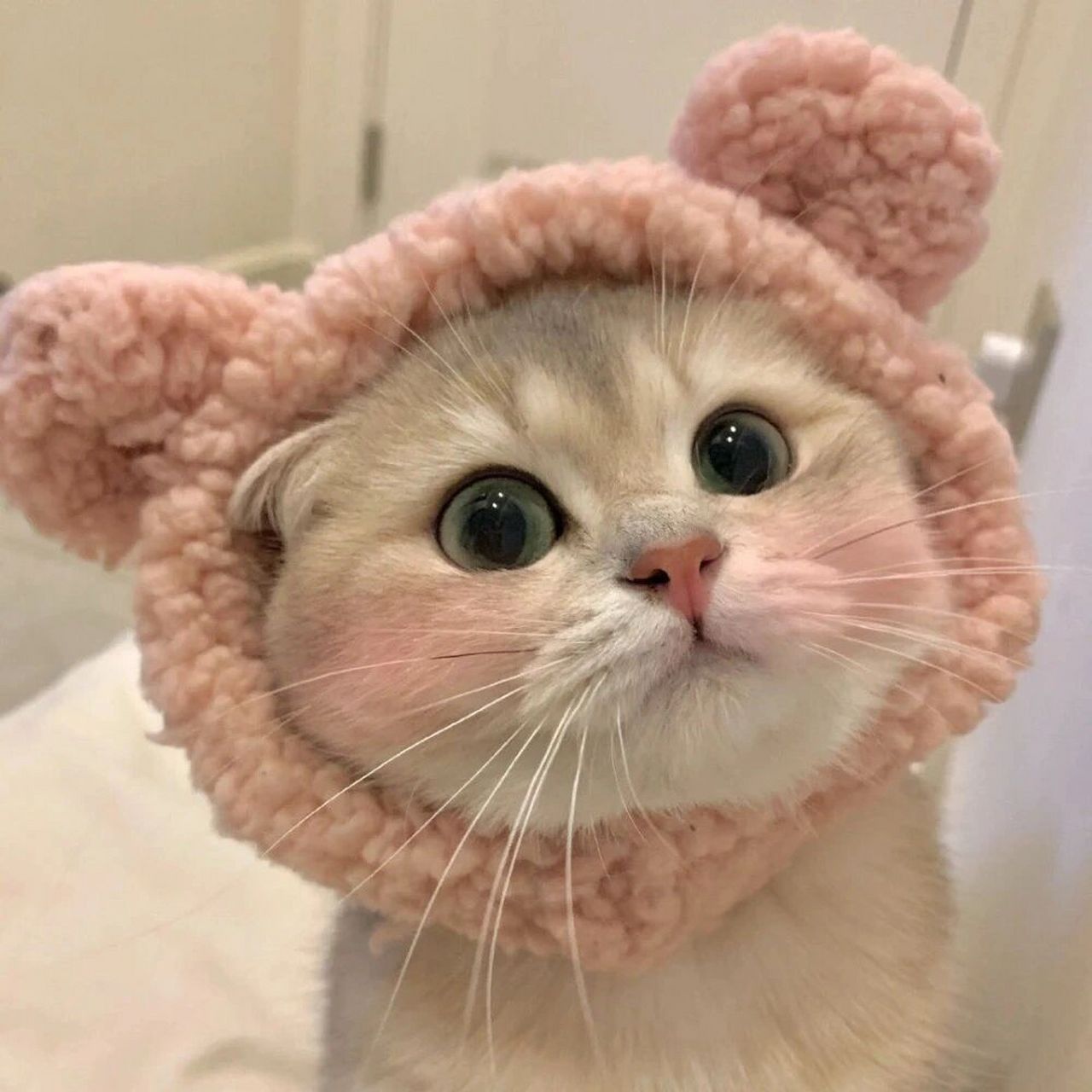 超可爱的猫咪头像93 真的好喜欢好喜欢好喜欢好喜欢好喜欢 超级可爱