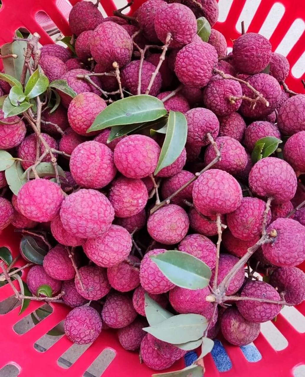 "荔枝玫瑰"97怀枝收到好评一枚05 88元10斤省内还包邮真的是亲民