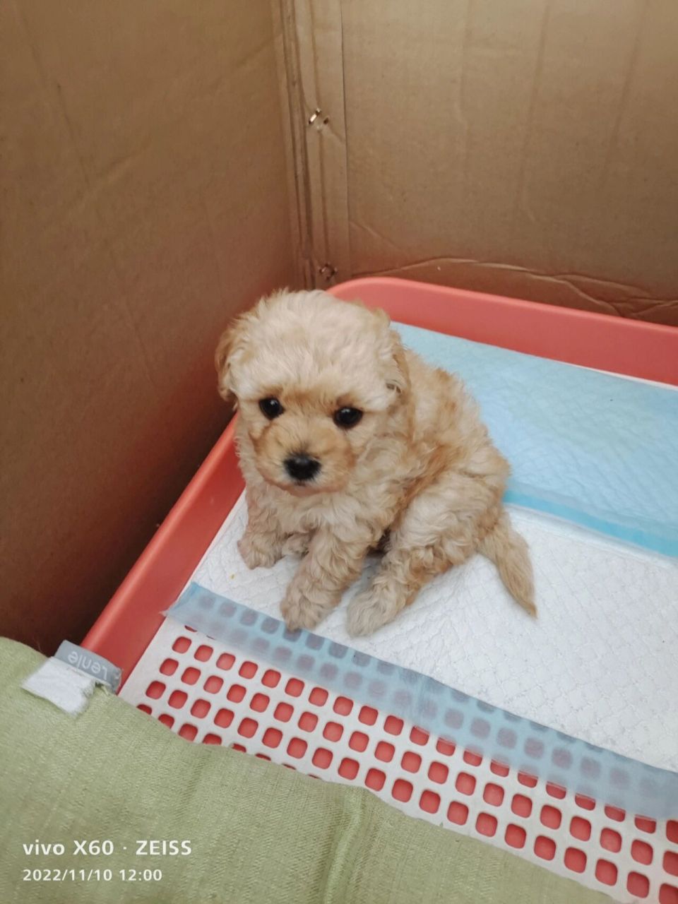 我的小狗 我的小狗可爱吧,168元香槟色泰迪串串,昨天31天抱回来的.