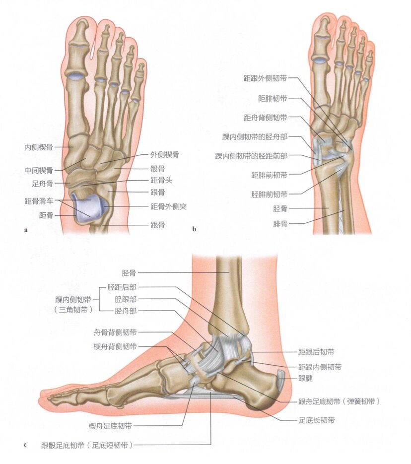 足部解剖(后足——距骨与跟骨) 距骨和跟骨组成了后足,它们主要的作用