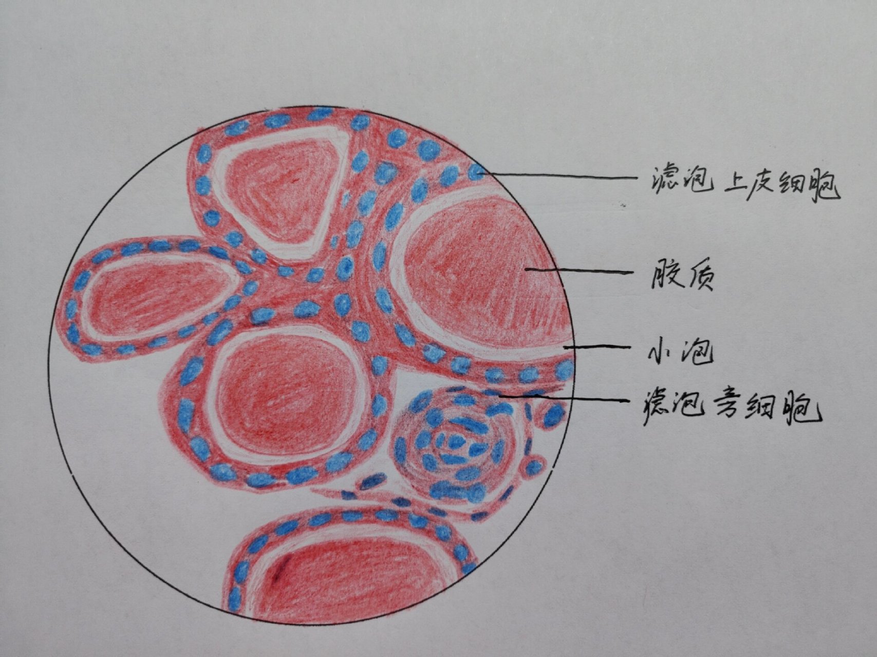 甲状腺切片手绘图图片