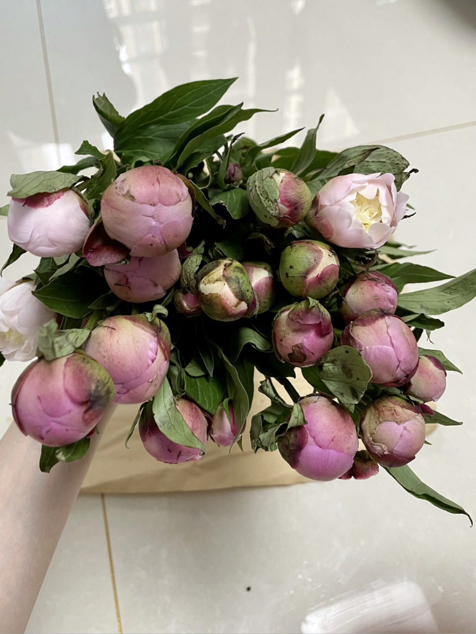 刚买回来的铁蛋 四川重瓣芍药 超详细养护 被路边的粉白色芍药花深深