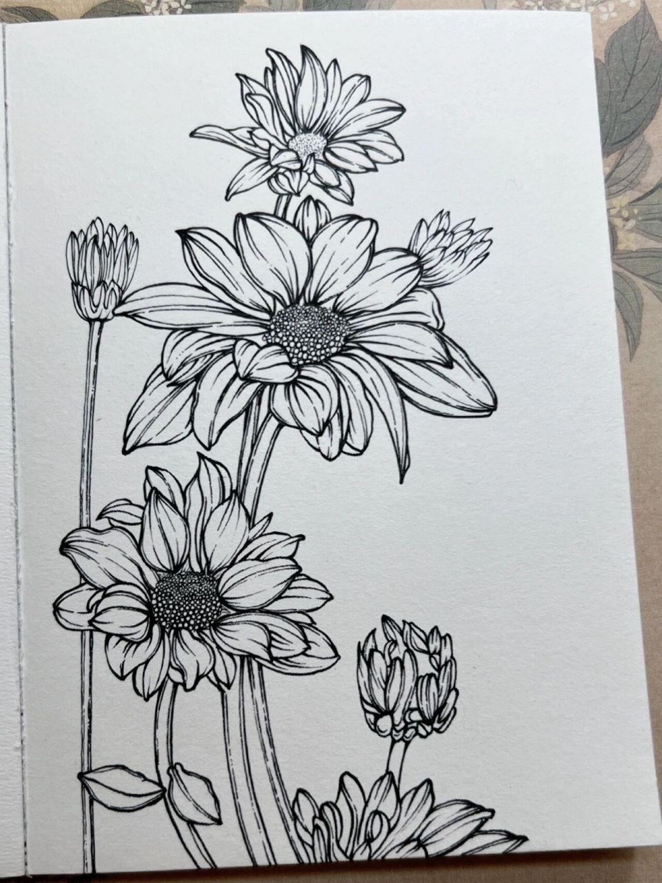 菊花速写手绘 很有质感的花瓣,喜欢就画下来速写|花卉速写|手绘|植物