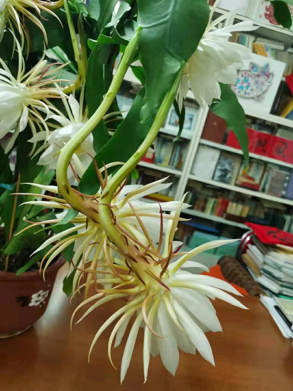 昙花 朋友们记得"昙花一现"的成语吧!