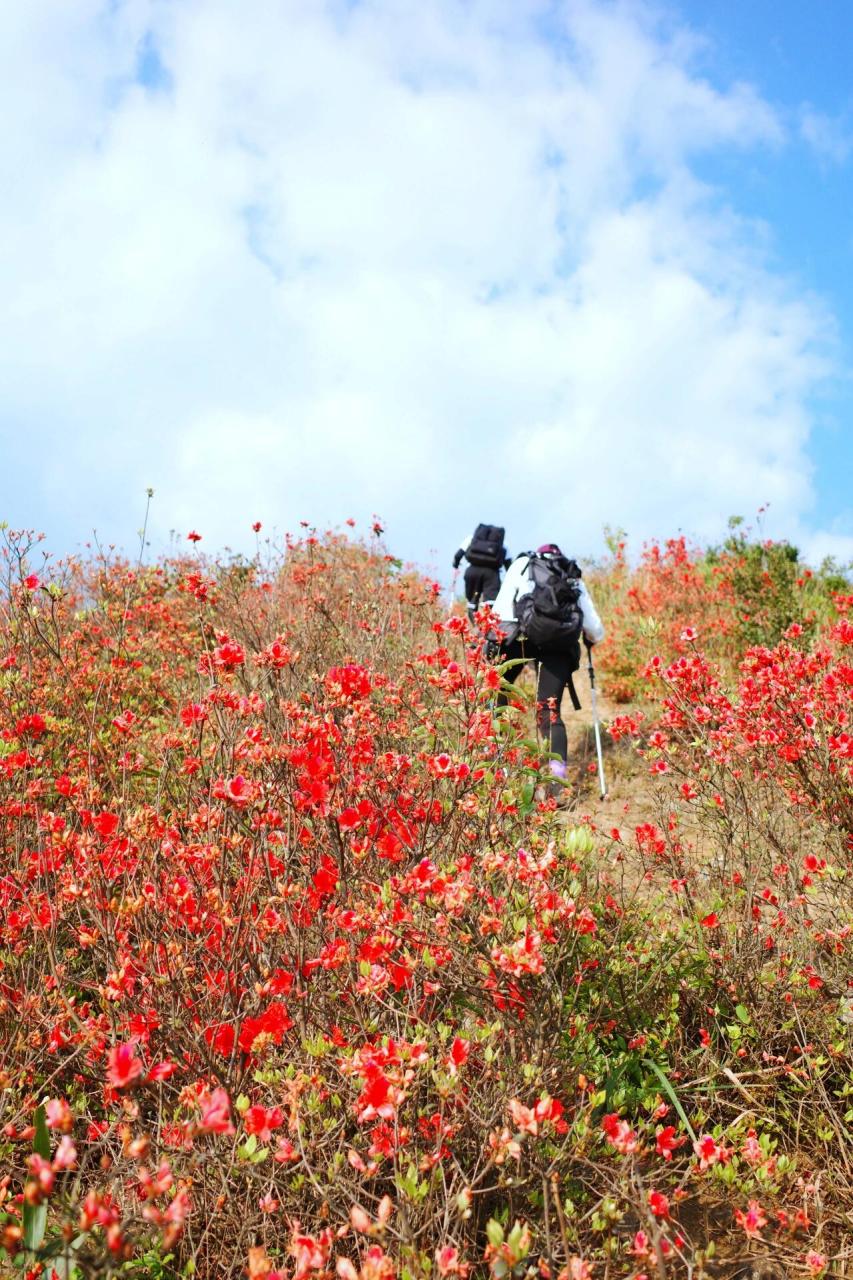 09户外徒步|从化通天蜡烛|杜鹃花丛林 96 广州从化的"通天蜡烛"