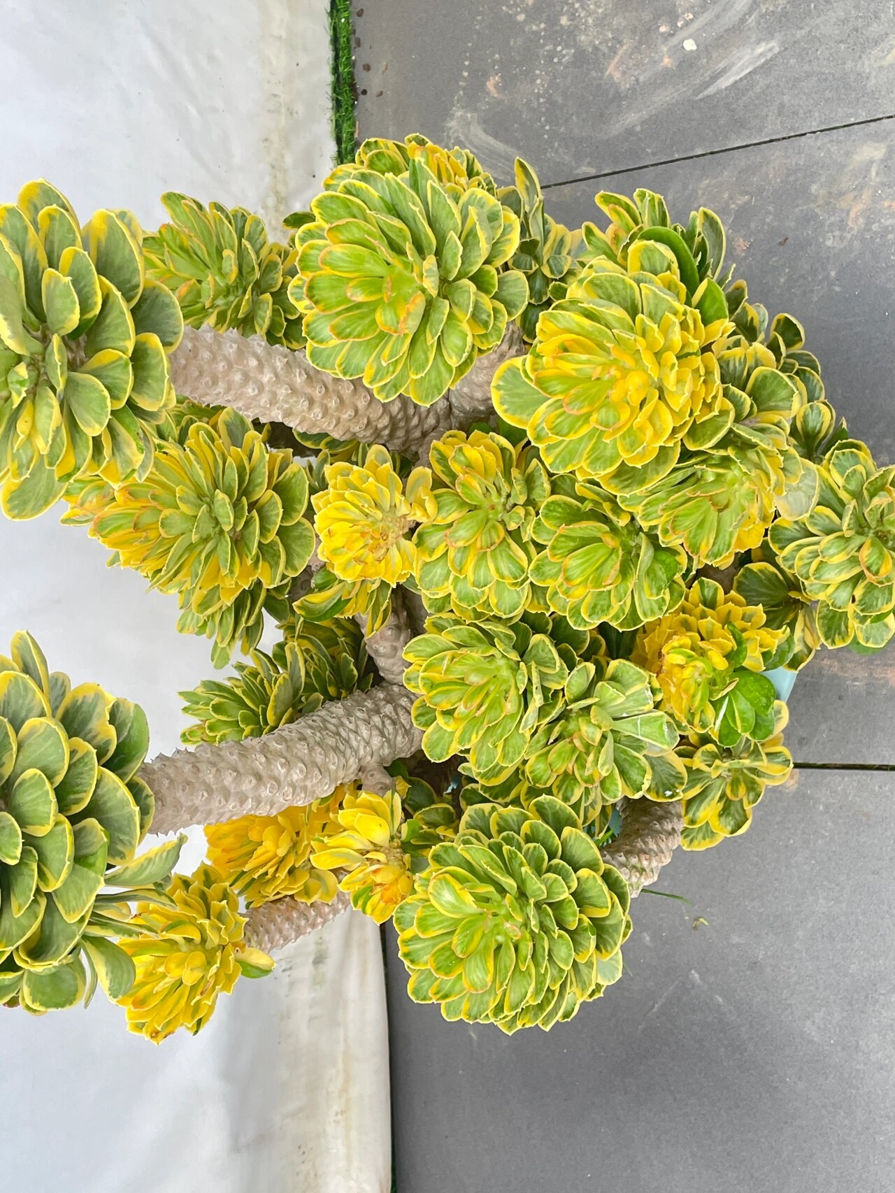 麒麟扇贝 多肉界的天花板