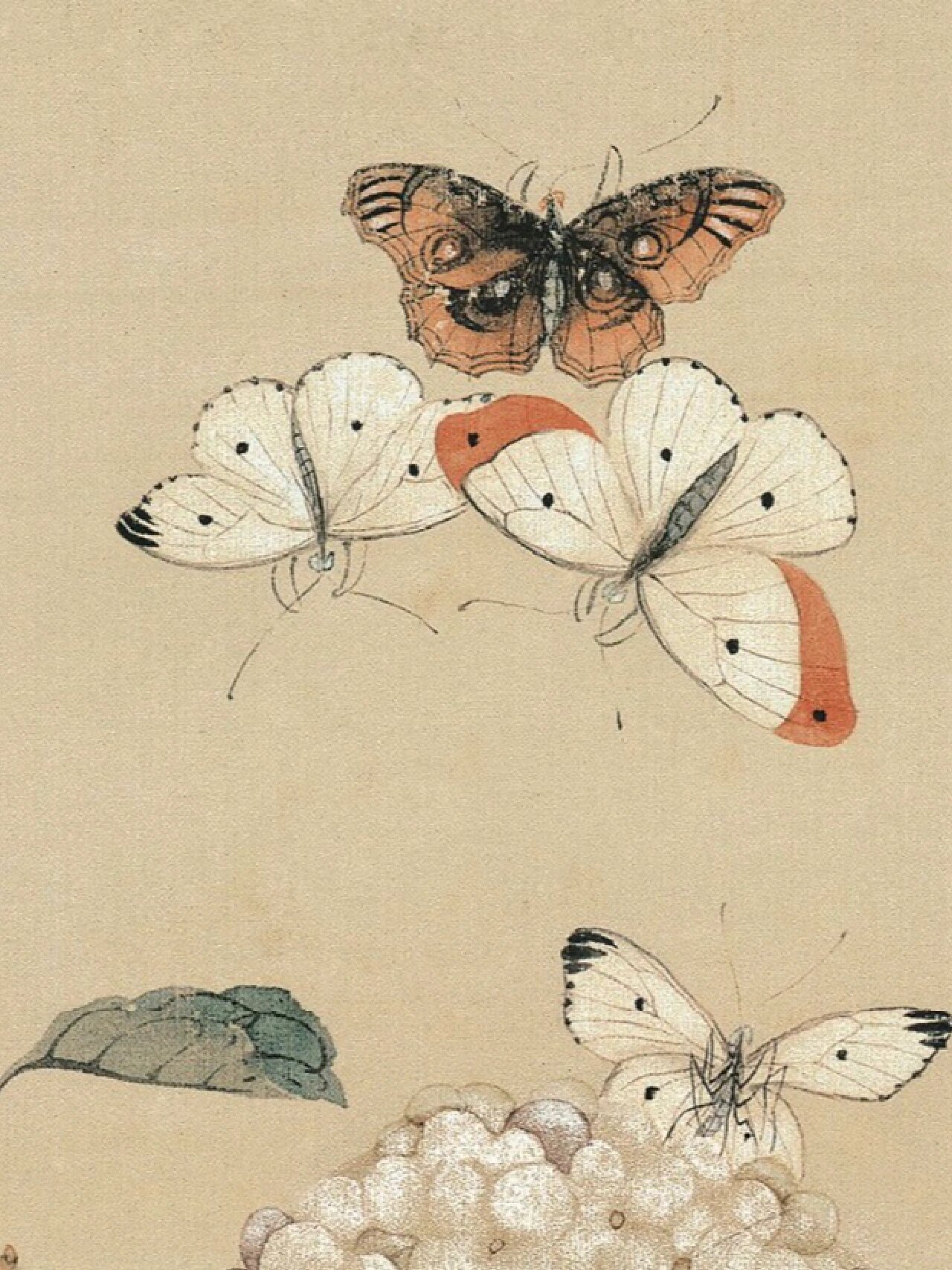 国画花鸟蝴蝶|蝴蝶高清细节赏析